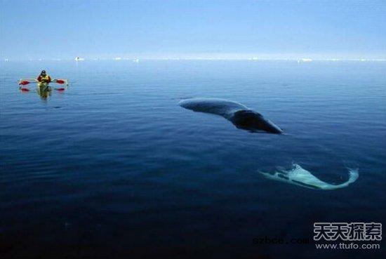 人类长寿的秘密在哪里？鲸鱼知道答案
