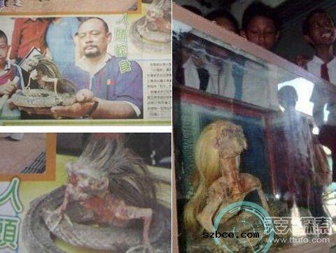 马来西亚蛇王捕捉到真实人头蛇身怪物